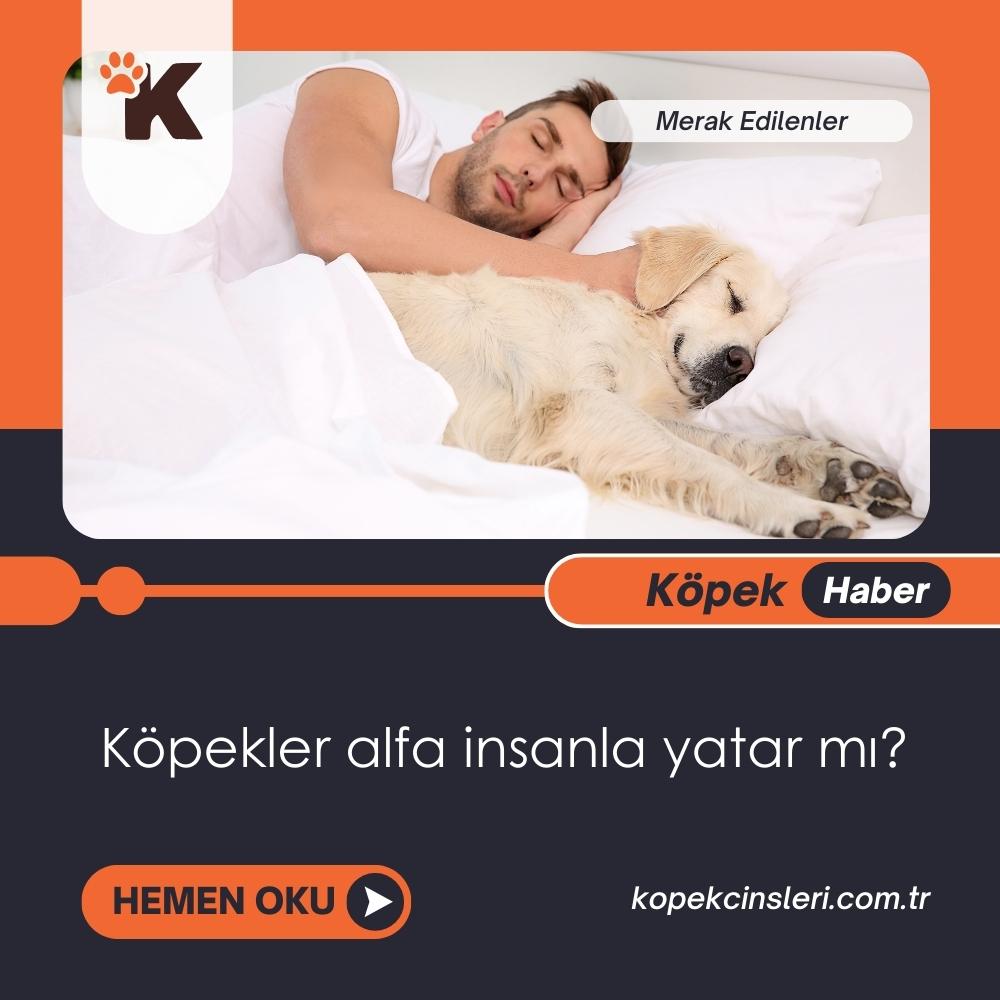 Köpekler Alfa İnsanla Yatar Mı