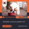 Köpekler Ananas Yiyebilir Mi?