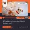 Köpekler Aynada Kendilerini Tanıyor Mu?