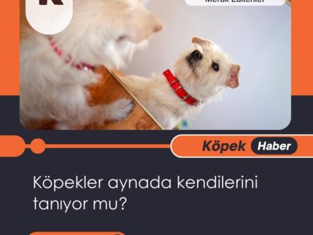 Köpekler Aynada Kendilerini Tanıyor Mu?