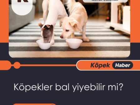 Köpekler Bal Yiyebilir Mi?