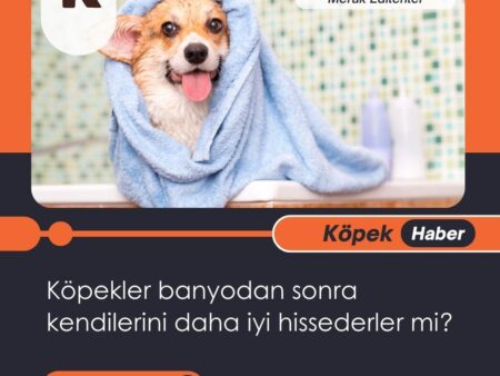 Köpekler Banyodan Sonra Kendilerini Daha İyi Hissederler Mi?