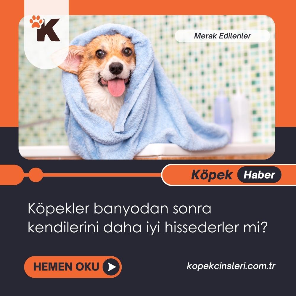 Köpekler Banyodan Sonra Kendilerini Daha İyi Hissederler Mi?