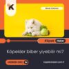 Köpekler Biber Yiyebilir Mi?