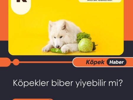 Köpekler Biber Yiyebilir Mi?