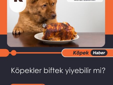 Köpekler Biftek Yiyebilir Mi?