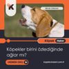 Köpekler Birini Özlediğinde Ağlar Mı?