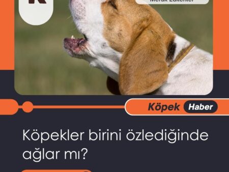 Köpekler Birini Özlediğinde Ağlar Mı?