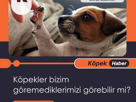 Köpekler Bizim Göremediklerimizi Görebilir Mi?