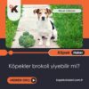 Köpekler Brokoli Yiyebilir Mi?