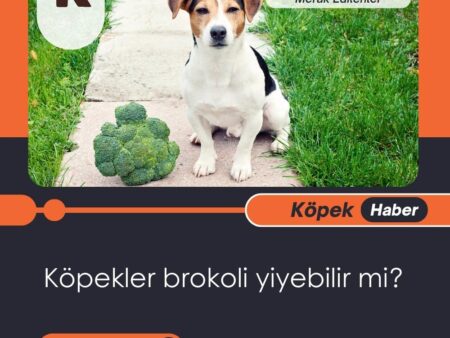 Köpekler Brokoli Yiyebilir Mi?