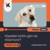 Köpekler Bütün Gün Ne Düşünüyor?