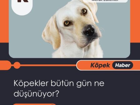 Köpekler Bütün Gün Ne Düşünüyor?