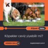 Köpekler Ceviz Yiyebilir Mi?