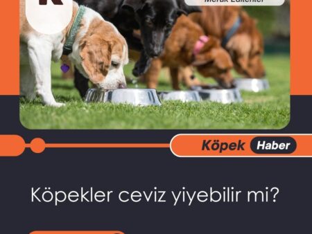 Köpekler Ceviz Yiyebilir Mi?