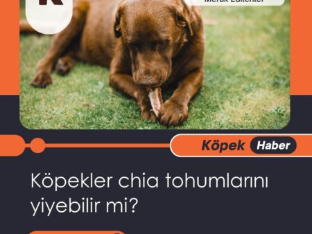 Köpekler Chia Tohumlarını Yiyebilir Mi?