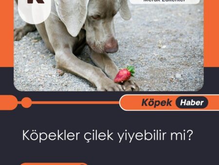 Köpekler Çilek Yiyebilir Mi?