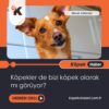 Köpekler De Bizi Köpek Olarak Mı Görüyor?