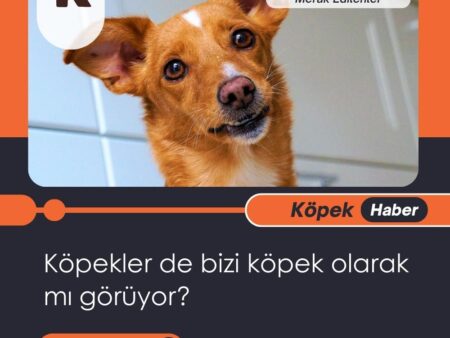 Köpekler De Bizi Köpek Olarak Mı Görüyor?