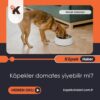 Köpekler Domates Yiyebilir Mi?