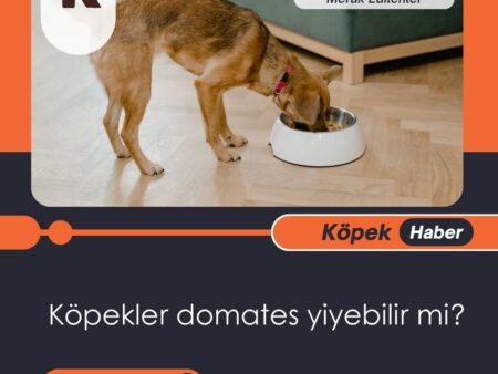 Köpekler Domates Yiyebilir Mi?