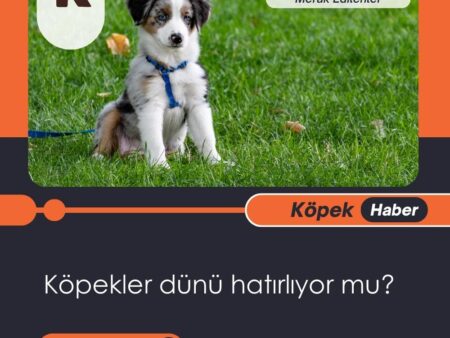 Köpekler Dünü Hatırlıyor Mu?