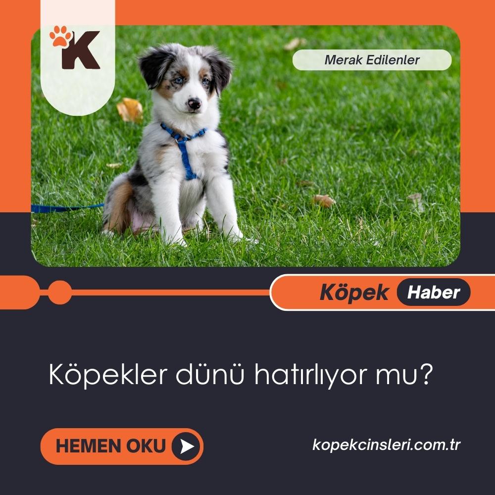 Köpekler Dünü Hatırlıyor Mu?