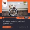 Köpekler Ejderha Meyvesi Yiyebilir Mi?