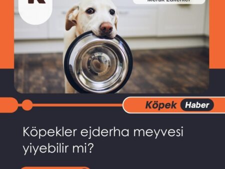 Köpekler Ejderha Meyvesi Yiyebilir Mi?