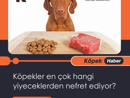 Köpekler En Çok Hangi Yiyeceklerden Nefret Ediyor?