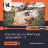 Köpekler En Sevdikleri Kişiyi Değiştirebilir Mi?