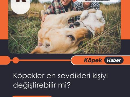 Köpekler En Sevdikleri Kişiyi Değiştirebilir Mi?