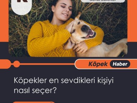 Köpekler en sevdikleri kişiyi nasıl seçer?