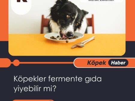 Köpekler Fermente Gıda Yiyebilir Mi?