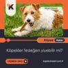 Köpekler Fesleğen Yiyebilir Mi?