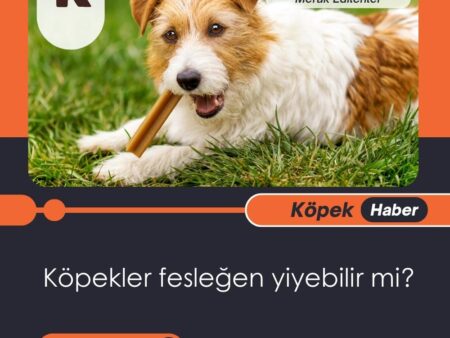 Köpekler Fesleğen Yiyebilir Mi?