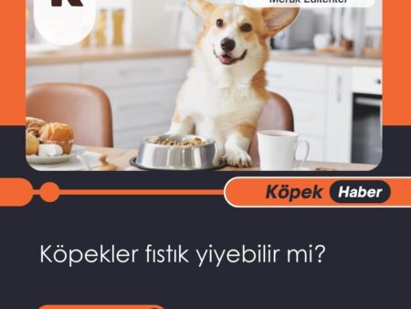 Köpekler Fıstık Yiyebilir Mi?