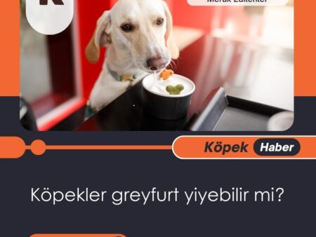 Köpekler Greyfurt Yiyebilir Mi?