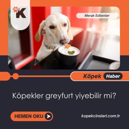 Köpekler Greyfurt Yiyebilir Mi?