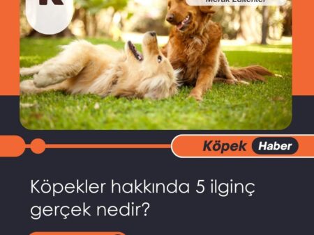 Köpekler hakkında 5 ilginç gerçek nedir?