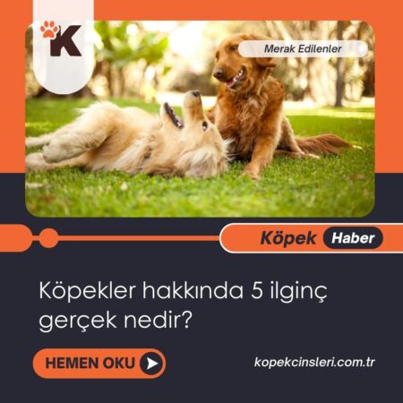 Köpekler hakkında 5 ilginç gerçek nedir?