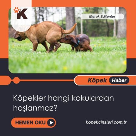 Köpekler Hangi Kokulardan Hoşlanmaz?