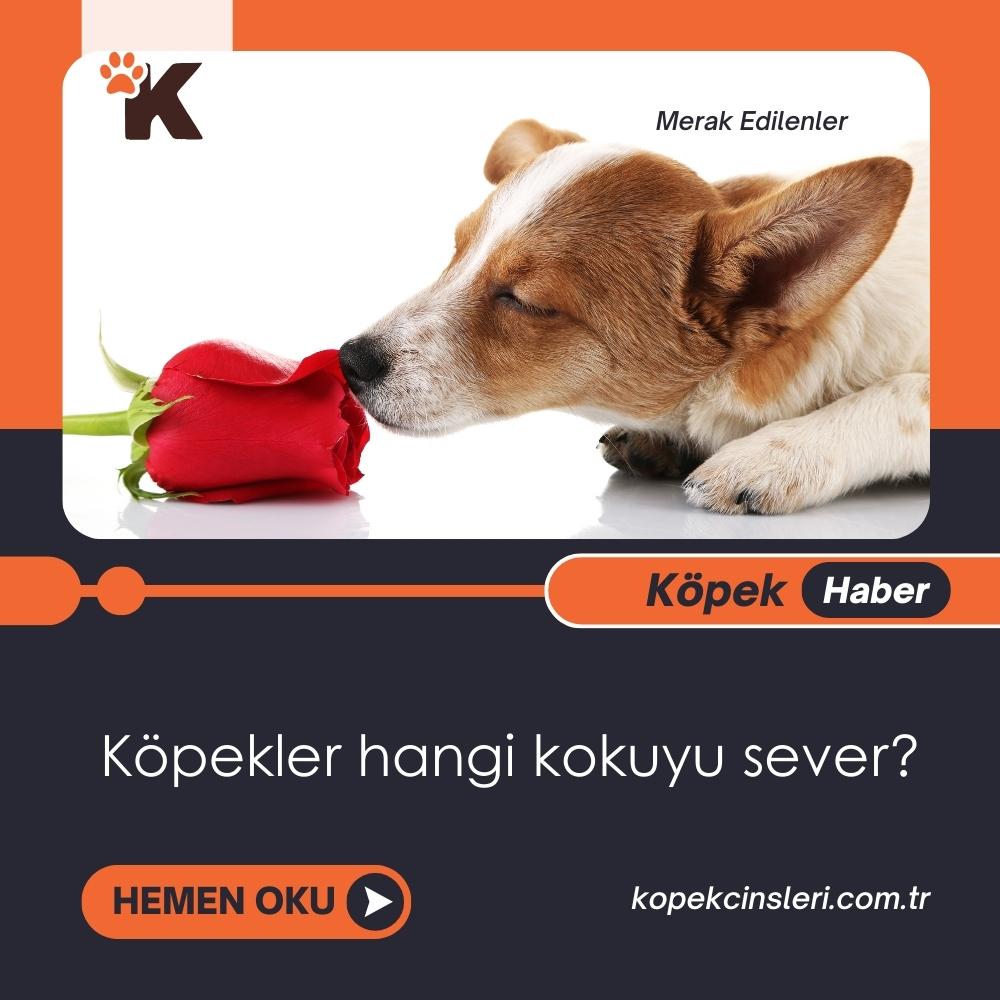 Köpekler Hangi Kokuyu Sever?