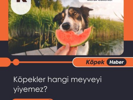 Köpekler Hangi Meyveyi Yiyemez?