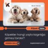 Köpekler Hangi Yaşta Kızgınlığa Girmeyi Bırakır?