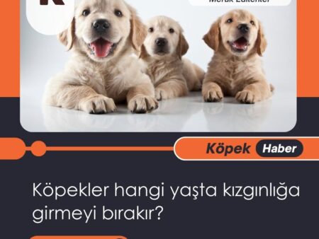 Köpekler Hangi Yaşta Kızgınlığa Girmeyi Bırakır?