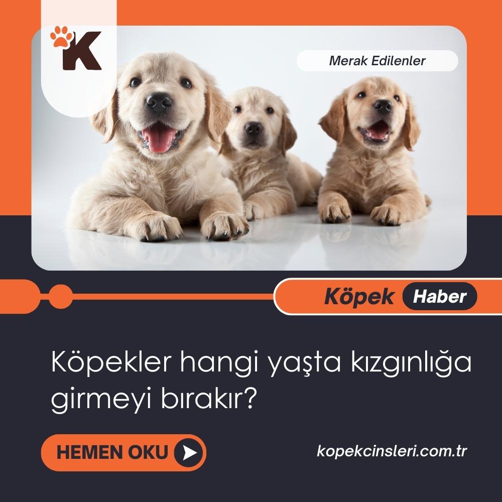 Köpekler Hangi Yaşta Kızgınlığa Girmeyi Bırakır