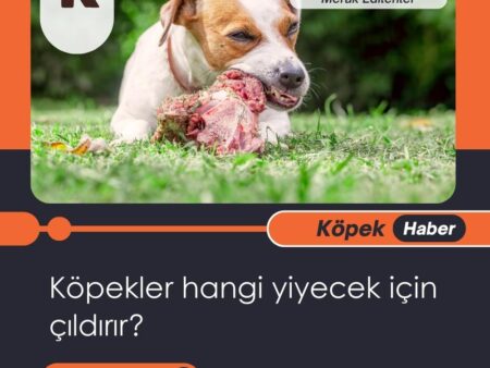 Köpekler Hangi Yiyecek İçin Çıldırır?