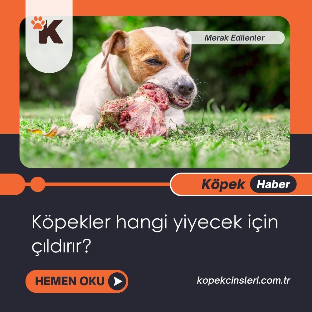 Köpekler Hangi Yiyecek İçin Çıldırır?