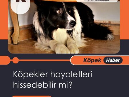 Köpekler Hayaletleri Hissedebilir Mi?